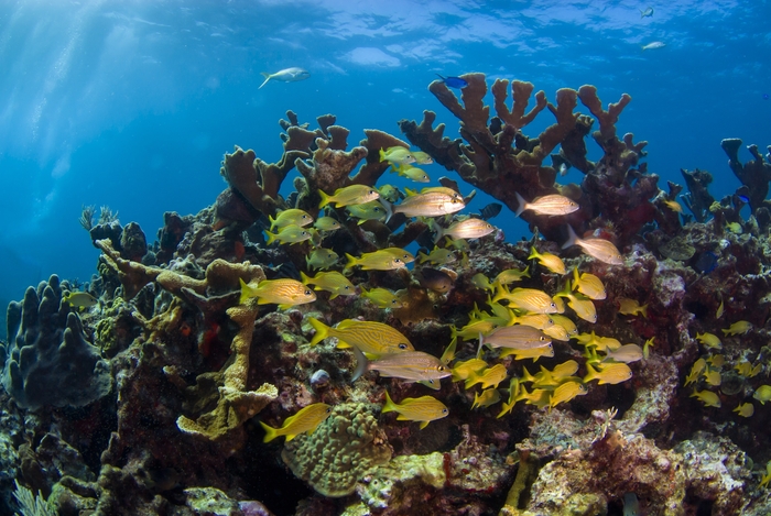 Tout savoir sur Caye Caulker Bélize Hol Chan