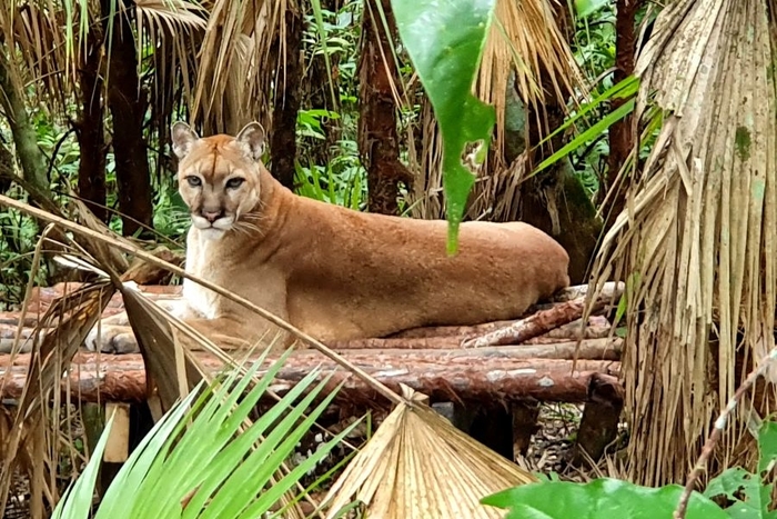 Voyager au Bélize avec des enfants Zoo