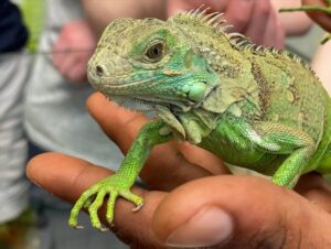 Voyager au Bélize avec des enfants Iguanes