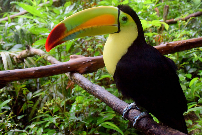 Voyager au Bélize avec des enfants Zoo