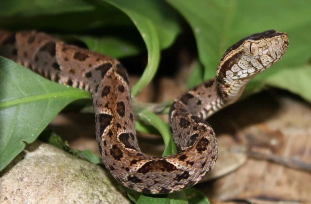 Serpent fer de Lance Bélize