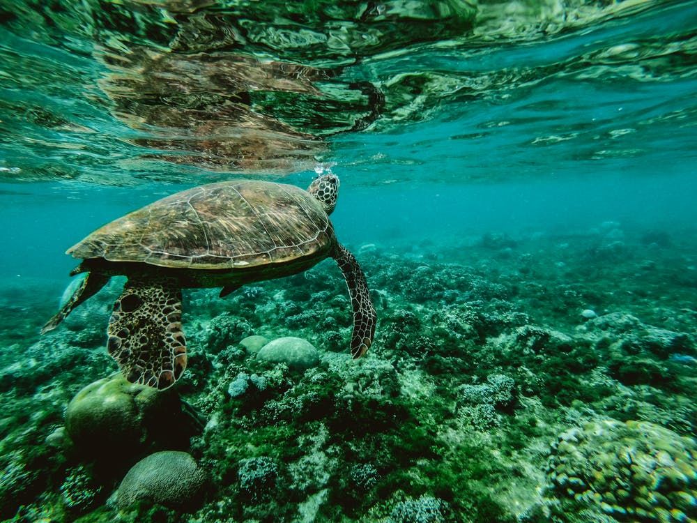 Voyage Bélize, Ambergris Caye et Bacalar Chico