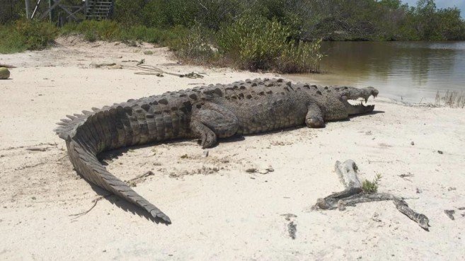 Voyage Bélize, Ambergris Caye et ses crocodiles américains