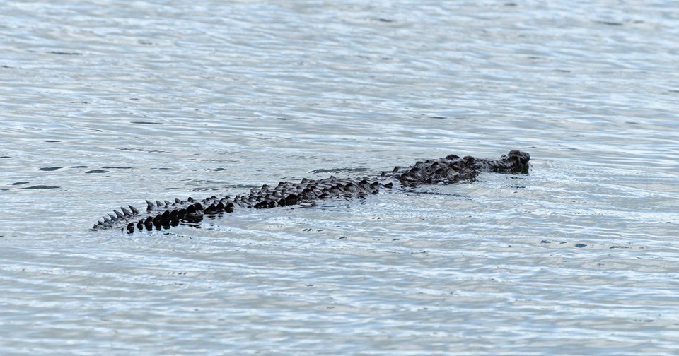 Voyage Bélize Crocodiles